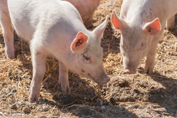 Cerdos rosados en una pocilga — Foto de Stock