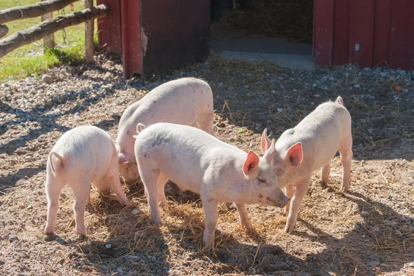 Cerdos en un corral —  Fotos de Stock
