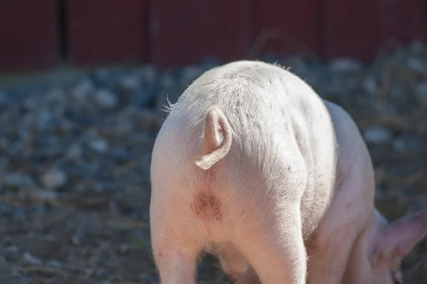 Zopf auf einem rosa Schwein — Stockfoto