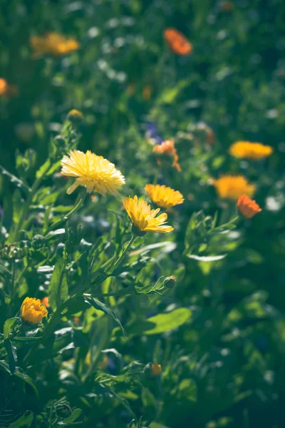 Flores de caléndula en colores amarillo y naranja —  Fotos de Stock