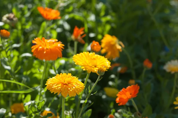 Flores de caléndula amarillas y naranjas —  Fotos de Stock