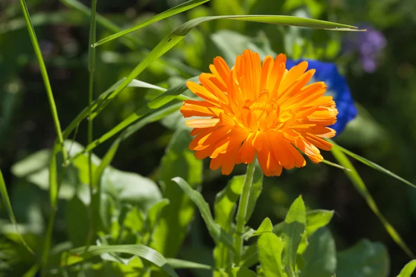 Flor de caléndula en un jardín verde —  Fotos de Stock