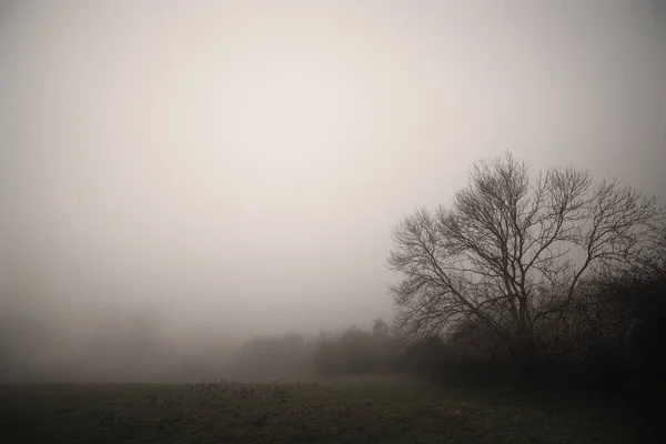 Sílhueta Árvore Nevoeiro Prado Rural Outono Árvores Sem Folhas Névoa — Fotografia de Stock