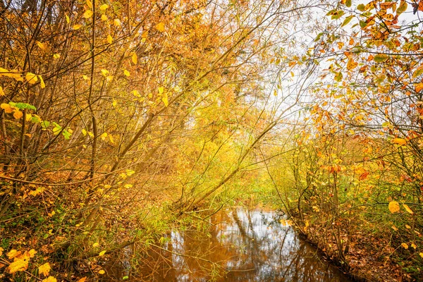 秋の森の中の静かな川の上に木の上に黄金の葉とカラフルな秋の自然テーマ — ストック写真
