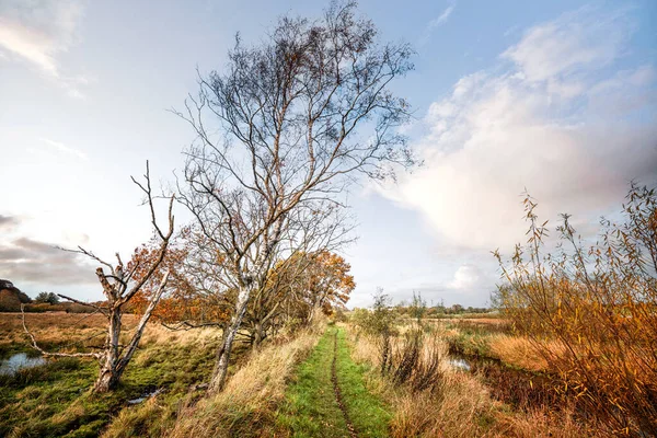 秋天有树木和灌木的湿地地区的自然小径 — 图库照片