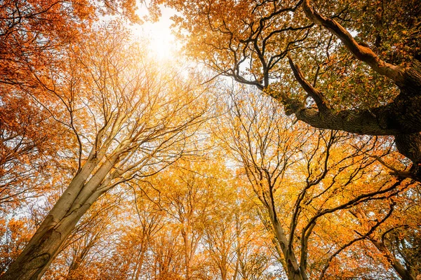 Kleurrijke Boomtoppen Herfst Met Gele Gouden Herfstbladeren Die Naar Hemel — Stockfoto