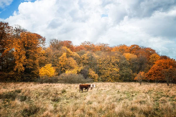 Две Херефордские Коровы Лугу Осенью Красочным Лесом Покрытым Осенними Листьями — стоковое фото