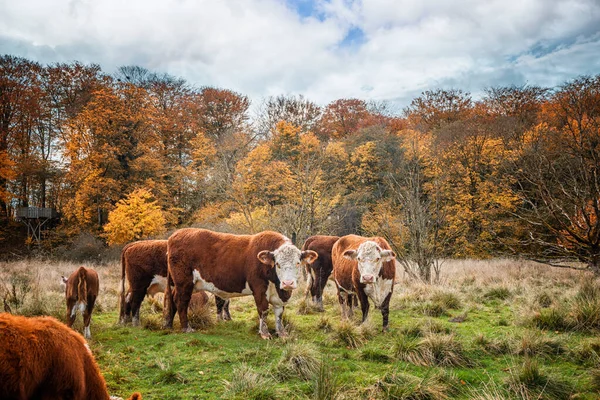 Hereford Gado Vacas Outono Campo Rural Perto Uma Floresta Cores — Fotografia de Stock