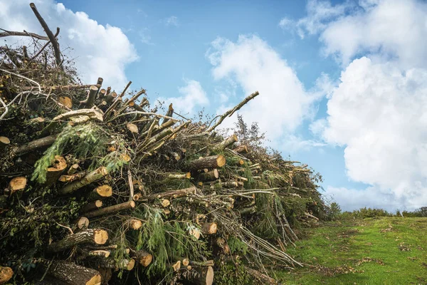 Une Pile Pins Bois Sur Terrain Verdoyant Été Avec Des — Photo