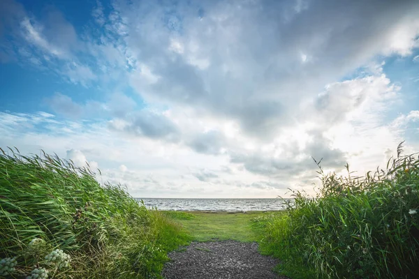 Weg Zum Meer Mit Grünen Binsen Auf Beiden Seiten Unter — Stockfoto