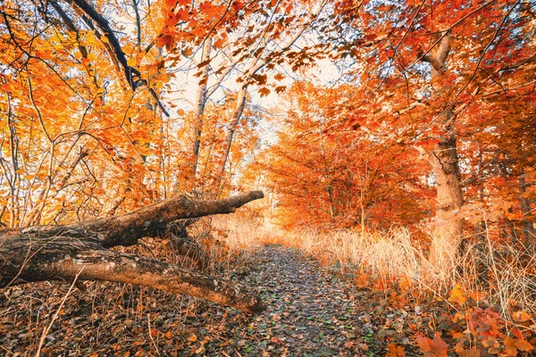 10月の明るい秋の日に森の中の黄金の葉 鮮やかな色の木に落ちたカラフルな葉 — ストック写真