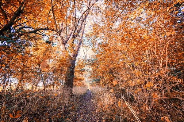 Cores Outono Floresta Com Folhas Vermelhas Douradas Nas Árvores Outono — Fotografia de Stock