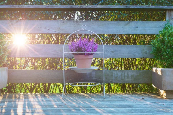 Ahşap Bir Terasta Kilden Bir Tencerede Violet Heather Mor Çiçekler — Stok fotoğraf