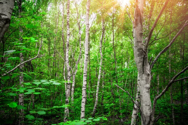 Berkenbomen Met Witte Schors Een Groen Bos Lente — Stockfoto