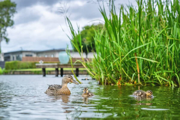 Duck with ducklings in a lake with green rushes in the summer in cloudy weather