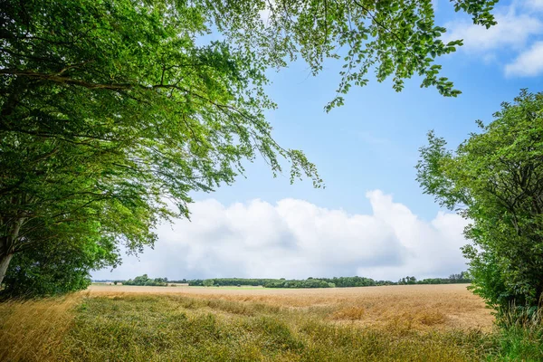 Landskap Med Färska Halmfält Sommaren Gröna Träd — Stockfoto
