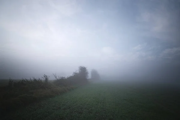 Morgennebel Auf Einem Bäuerlichen Feld Mit Landwirtschaftlichen Nutzpflanzen Mit Baumsilhouetten — Stockfoto