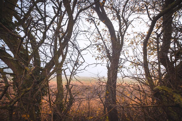 Wildnis Mit Dornenbestandenen Bäumen Einer Ländlichen Landschaft Der Nähe Eines — Stockfoto