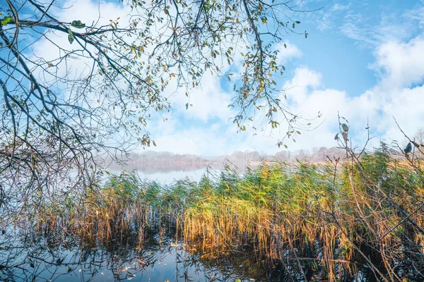 Paisaje Idílico Del Lago Otoño Con Coloridos Juncos Bajo Cielo — Foto de Stock