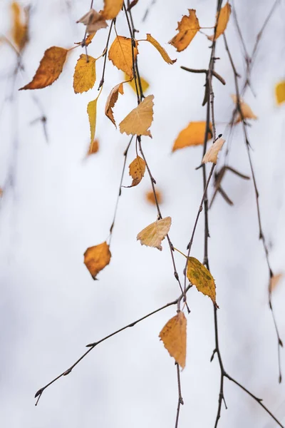Осенние Листья Березы Свисают Небольшой Ветки Осенью Красивых Цветах — стоковое фото
