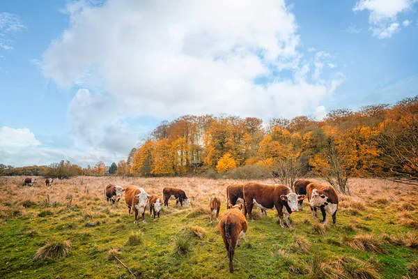 背景にカラフルな黄金の木と秋の牧草地にここで牛 — ストック写真