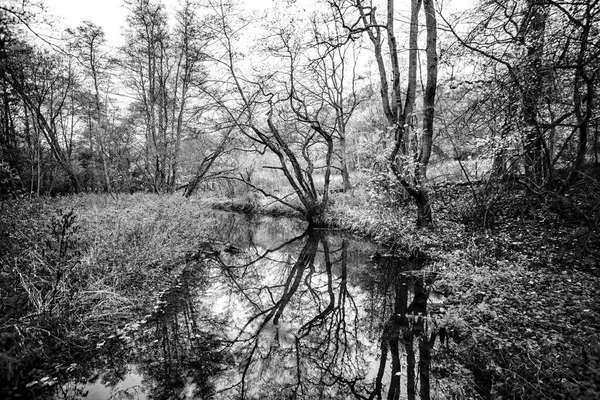 モノクロームで秋の森を流れる小さな川 — ストック写真