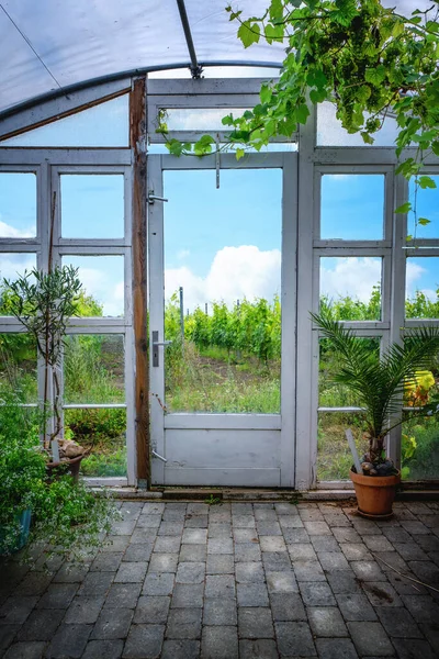 天井から緑のブドウがぶら下がっている夏のブドウ園の風景への木製のドア ストックフォト