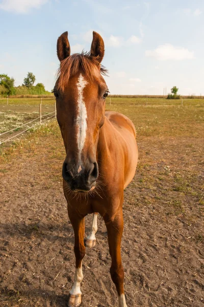 Pferd in braunen Farben im Zaun — Stockfoto