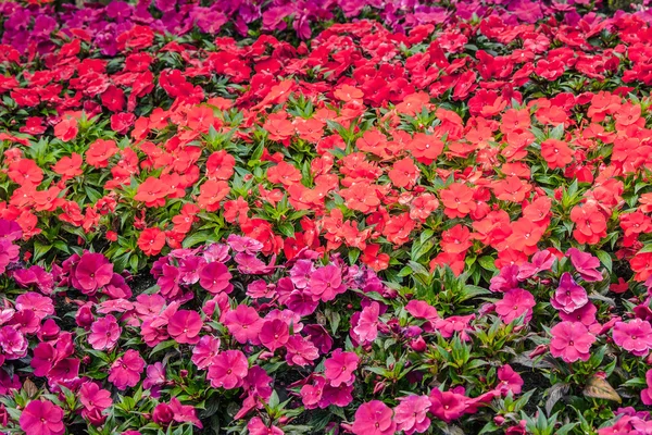 Flores en rojo y violeta —  Fotos de Stock