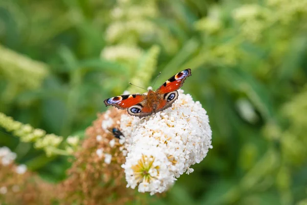 Butterfly on a white flower — Stock Photo, Image