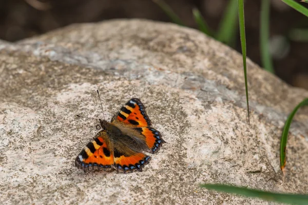 一块大石头上的蝴蝶 — 图库照片