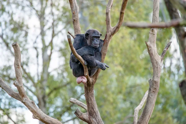 Chimpancé en un árbol — Foto de Stock