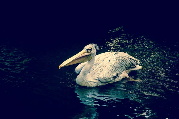 Pelican floating on water — Stock Photo, Image