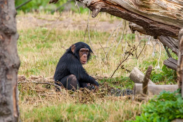 Chimpancé en la naturaleza — Foto de Stock