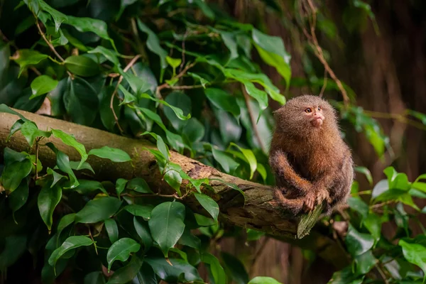 Pigmeo Marmoset mono en la selva — Foto de Stock
