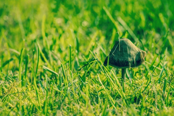 Champignon in verse groene gras — Stockfoto