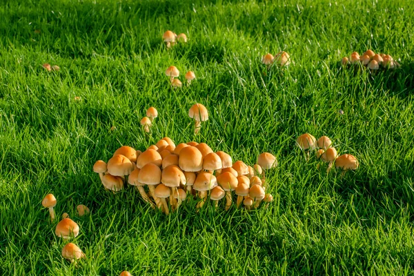 Mushrooms on a lawn — Stock Photo, Image