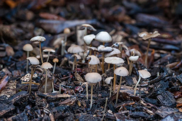 Shrooms in the forest — Stock Photo, Image