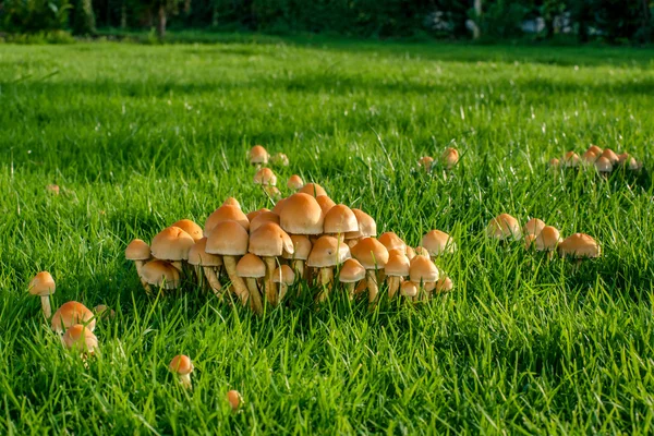 Mushrooms on green grass — Stock Photo, Image