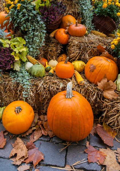 Autumn ornament with pumkins — Stock Photo, Image