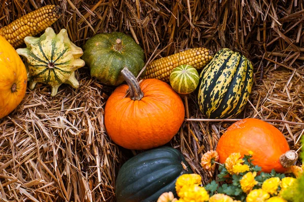 Pumpkin decoration at autumn — Stock Photo, Image