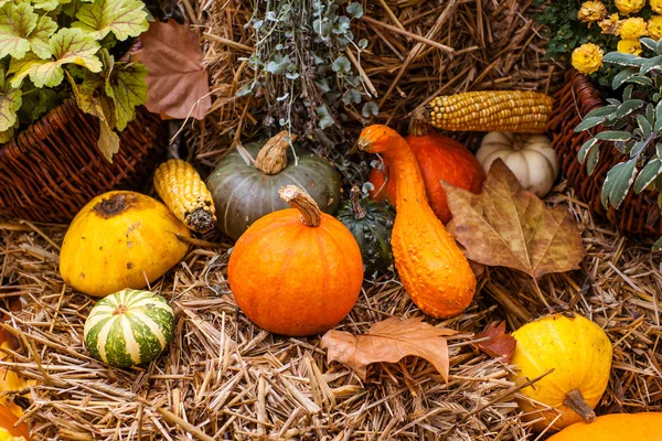 Autumn pumpkin decoration in beautiful colors — Stock Photo, Image