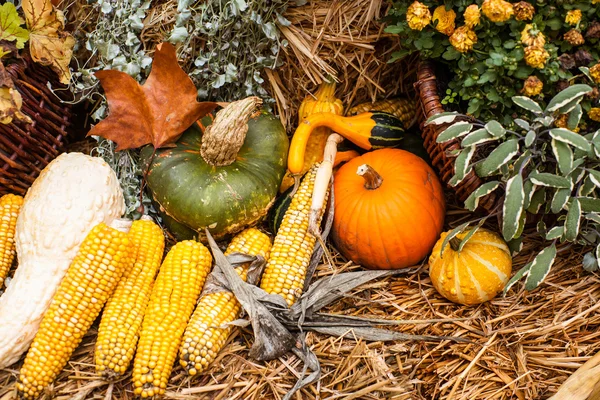 Pumkins 和玉米秋天点缀 — 图库照片