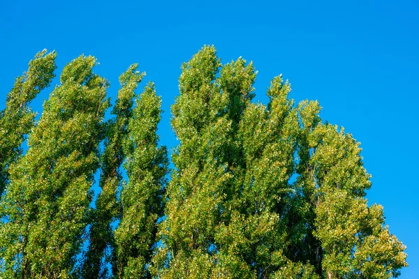 Árvores verdes em fundo azul — Fotografia de Stock