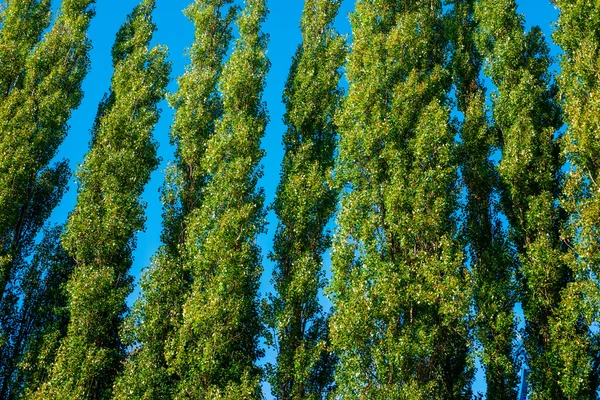 Árboles altos sobre fondo azul — Foto de Stock