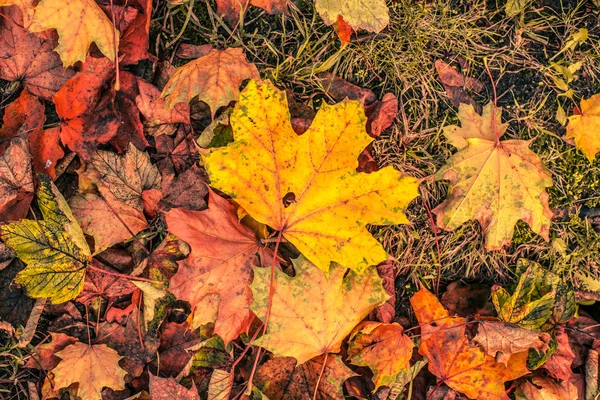 Hojas de otoño en noviembre — Foto de Stock