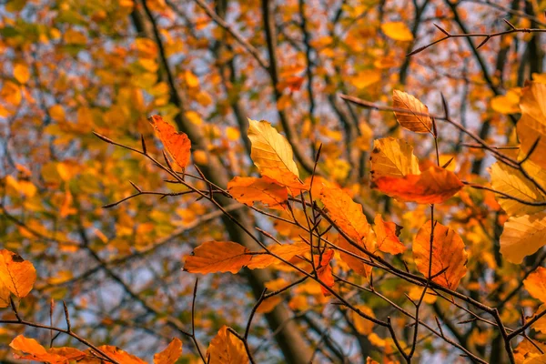 Autumn leaves in in a colorful forest — Stock Photo, Image