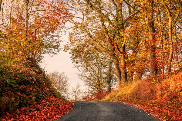 Straße in herbstlicher Landschaft — Stockfoto