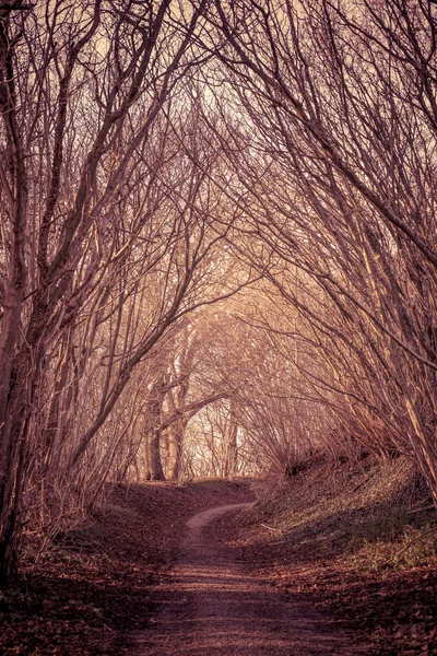 Gizemli orman yolu ile — Stok fotoğraf