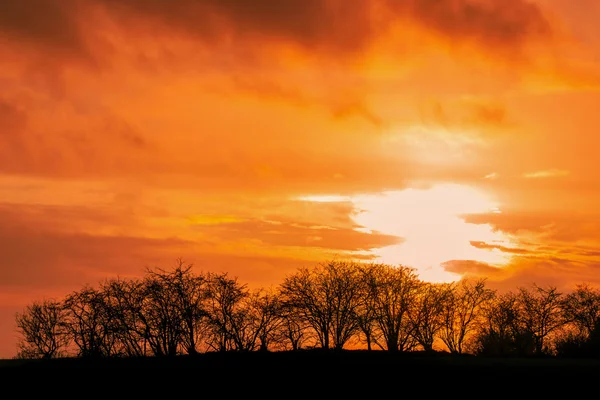 Silhouttes strom v západu slunce — Stock fotografie